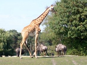 © Safaripark Stukenbrock