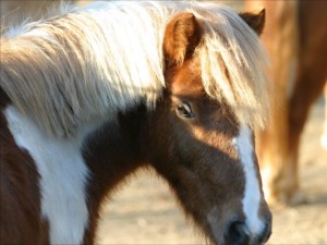 © Tierpark Göppingen e.V.