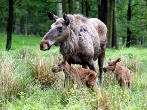 © Wildpark Lüneburger Heide