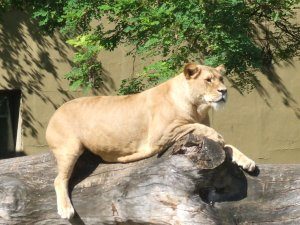 zoo-augsburg