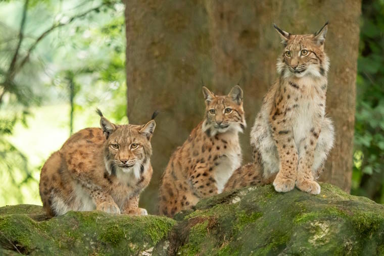 Tierpark Lohberg