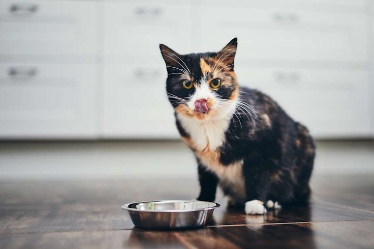 Katzenfutter