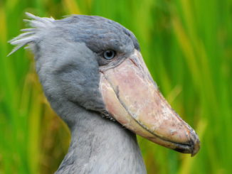 Vogelpark Walsrode