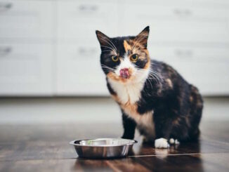 Katzenfutter