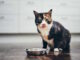 Katzenfutter